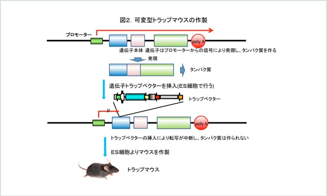 図2.可変型トラップマウスの作製