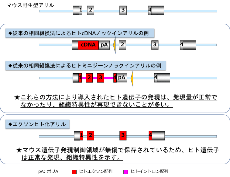 遺伝子(エクソン)ヒト化マウス