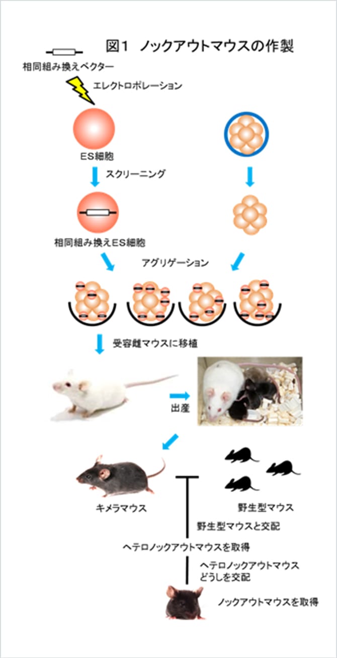 図1 ノックアウトマウスの作製