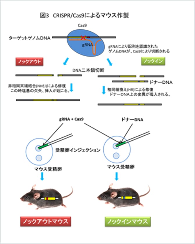 図3 CRISPR/Cas9によるマウス作製